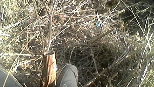 Срез толстенной травины смотреть онлайн