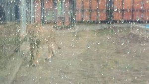 Шерхан патрулирует свою новую территорию в Минском зоопарке