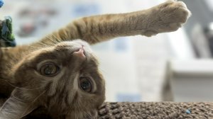 Разбираю гардероб/Часть 2/Джинсовые юбки,шорты,штаны/Низы🥴