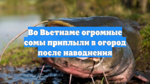Во Вьетнаме огромные сомы приплыли в огород после наводнения