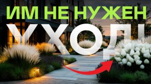 14 Растений, Которые Делают Двор, Как В Премиум-Жилом Комплексе
