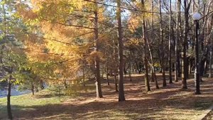 Золотая осень в парке Динамо (посвящается любимой теще)