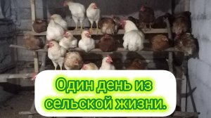 Жизнь в деревне. Один из наших дней. Как все успеть?