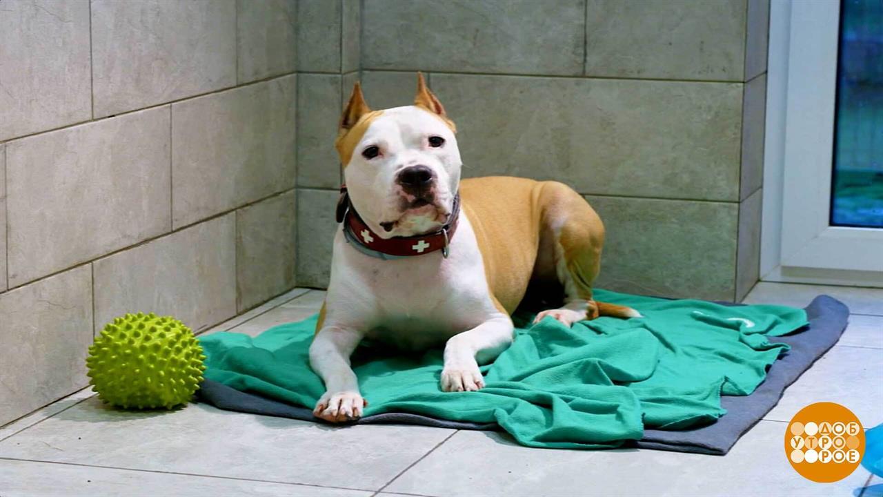 Зоогостиница: чтобы собаке было хорошо. Доброе утро. Фрагмент выпуска от 24.10.2025