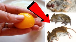 Как избавиться от мышей и крыс навсегда За 1 минуту.!!!..