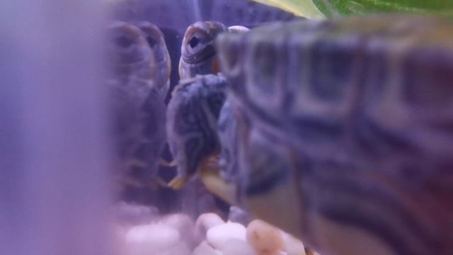 Архив. Черепашка красноухая Манго!