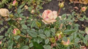 Обрезала розы, как было жалко.