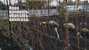 Пора начинать обрезать виноград