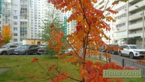 Наша осень