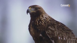 КОРОЛЬ ГОР - БЕРКУТ