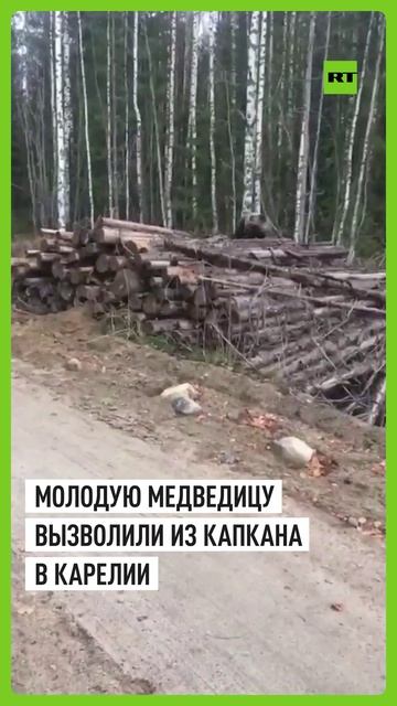 В Карелии спасли медведицу, застрявшую лапой в капкане