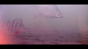 Интро канала