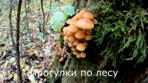 Прогулки по лесу.  Осенние опята умерли, а зимние опята я все же нашел.