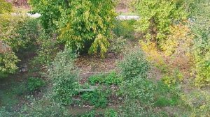 Участок сада и огорода, на котором растут различные растения.