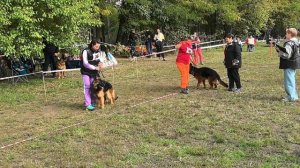 ЮНИОРЫ СУКИ ДШ / КЧК КРАСНОДАР 18 октября`25 Е.Медведева Моно немецких овчарок