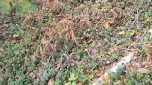 Гонял в Лес , Стихи прочёл да Вапаков с Брусникой чутка собрал