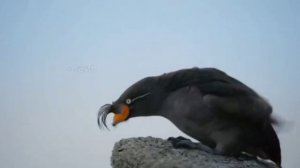Животные тоже могут быть глупенькими