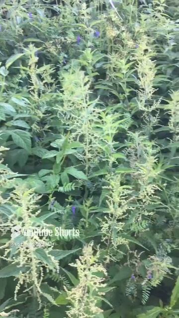 Ленобласть. Хвойное. 09.07.2024. Заросли цветущей крапивы