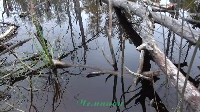 Охота на бобра с капканами #39 \ Спасаем погост v.5