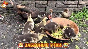 Забавные утки мускусные и пекинские на свободном выгуле со своими друзьями ч.(262) ❣️🤗😂