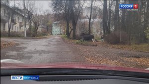 Костромские спасатели и охотоведы помогли лесной гостье покинуть город