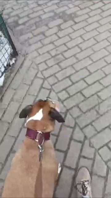 Смешное видео Выпросил все -таки 😂