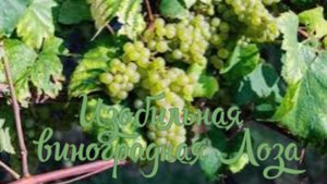 Изобильная виноградная Лоза
