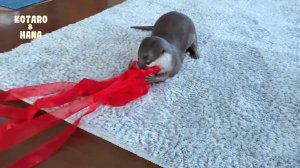 Выдра в полном восторге от своих новых лент