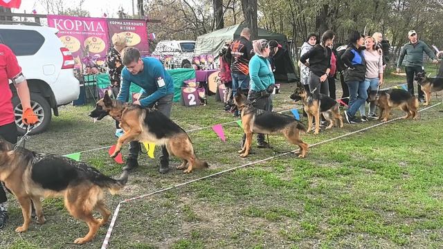 МОЛОДЫЕ СУКИ / КЧК РОСТОВ-НА-ДОНУ 19 октября`25 Е.Пудеев Моно немецких овчарок