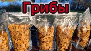 Грибы в автоклаве Нефор4