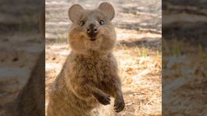 Почему квокка всегда улыбается