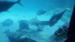 Москвариум. Зебровая акула.