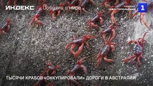 Тысячи крабов «оккупировали» дороги в Австралии
