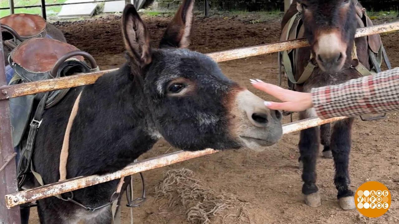 Ослики любят доброе слово! И морковку. Доброе утро. Фрагмент выпуска от 24.10.2025
