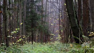 Дождь в осеннем лесу