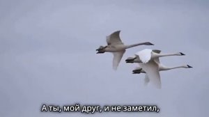 Под крыльями веры