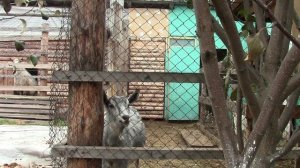 Муромцево  24  октября 2025г Укрыла виноградные кусты в школке НЕ ПОВТОРЯЙТЕ пока не убедитесь