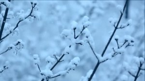 За окном метелица белым снегом стелится