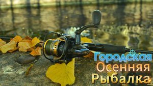 ГОРОДСКОЙ ОСЕННИЙ Клёв Окуня РЫБАЛКА БОЛЬШЕ 200 ГРАММ ТУТ НЕ ВЫРАСТАЮТ ОСНАСТКА ДРОПШОТ ОТВОДНОЙ