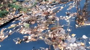 Что делать на даче, в конце октября mp4