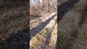 улетеое видео