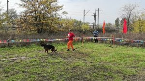 ЮНИОРЫ СУКИ ДШ / КЧК КРАСНОДАР 18 октября`25 Е.Медведева Моно немецких овчарок