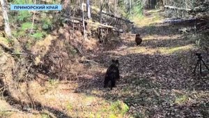 Медвежат сирот из Чернышевского отпустили на волю в уссурийский лес