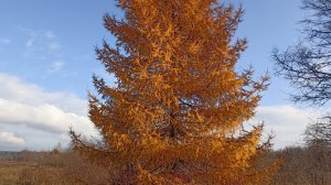 Золото лиственницы.