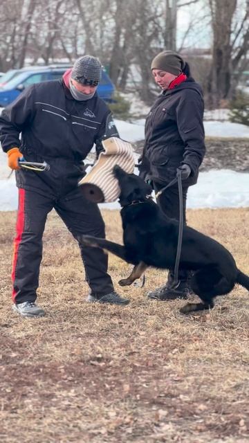 Condor vom lhorster Busch