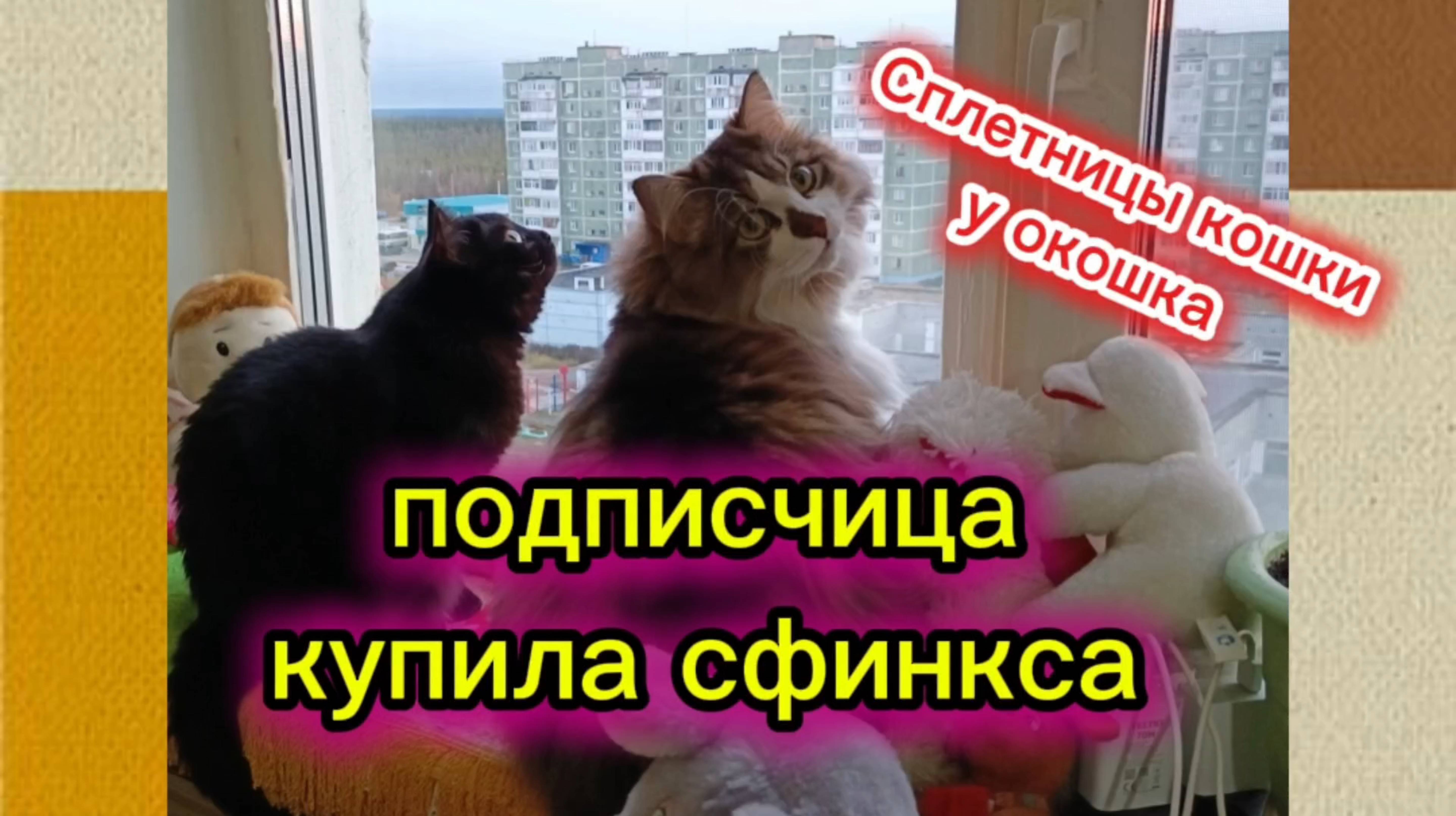 Кошки с озвучкой.