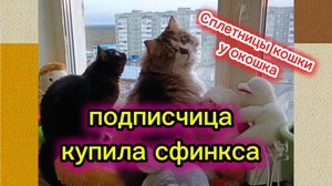 Кошки с озвучкой.