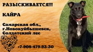 Пропала собака, Кайра. Самарская обл., г.Новокуйбышевск