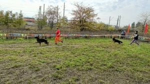 ЮНИОРЫ СУКИ ДШ / КЧК КРАСНОДАР 18 октября`25 Е.Медведева Моно немецких овчарок
