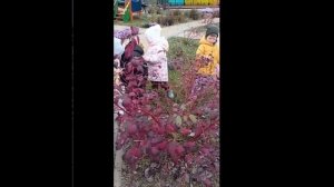 Какого цвета осень (воспитатели Фатьянова О.В., Васильцова Л.В.)